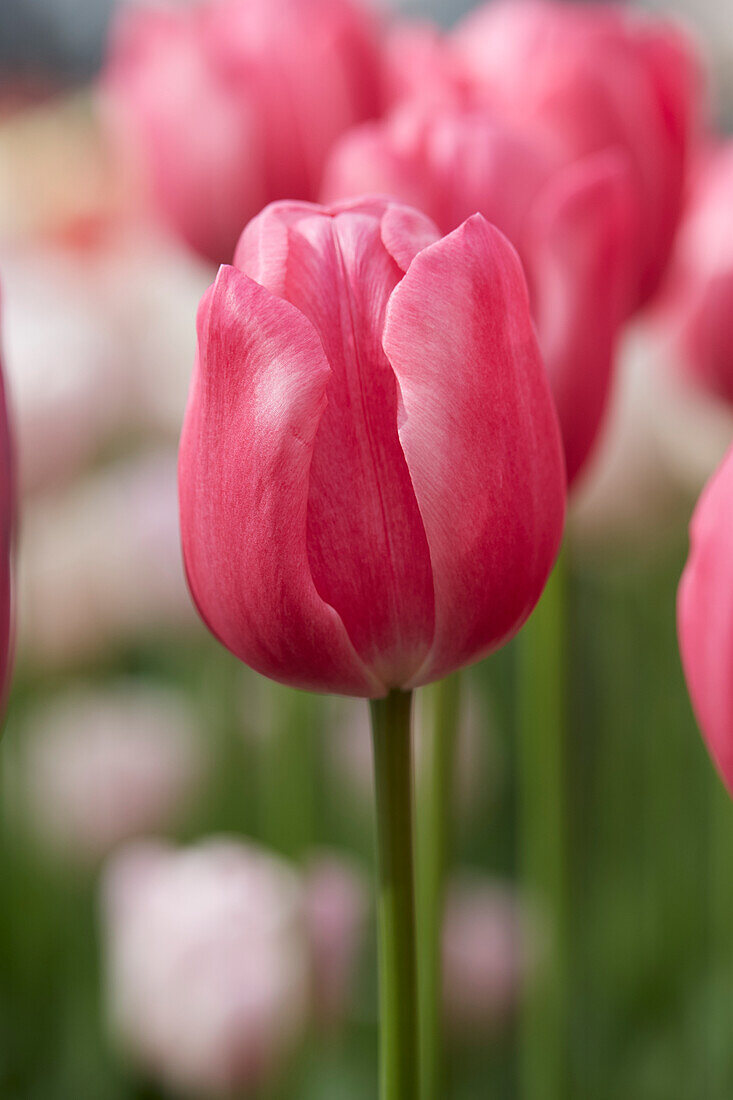 Tulipa Debu Red