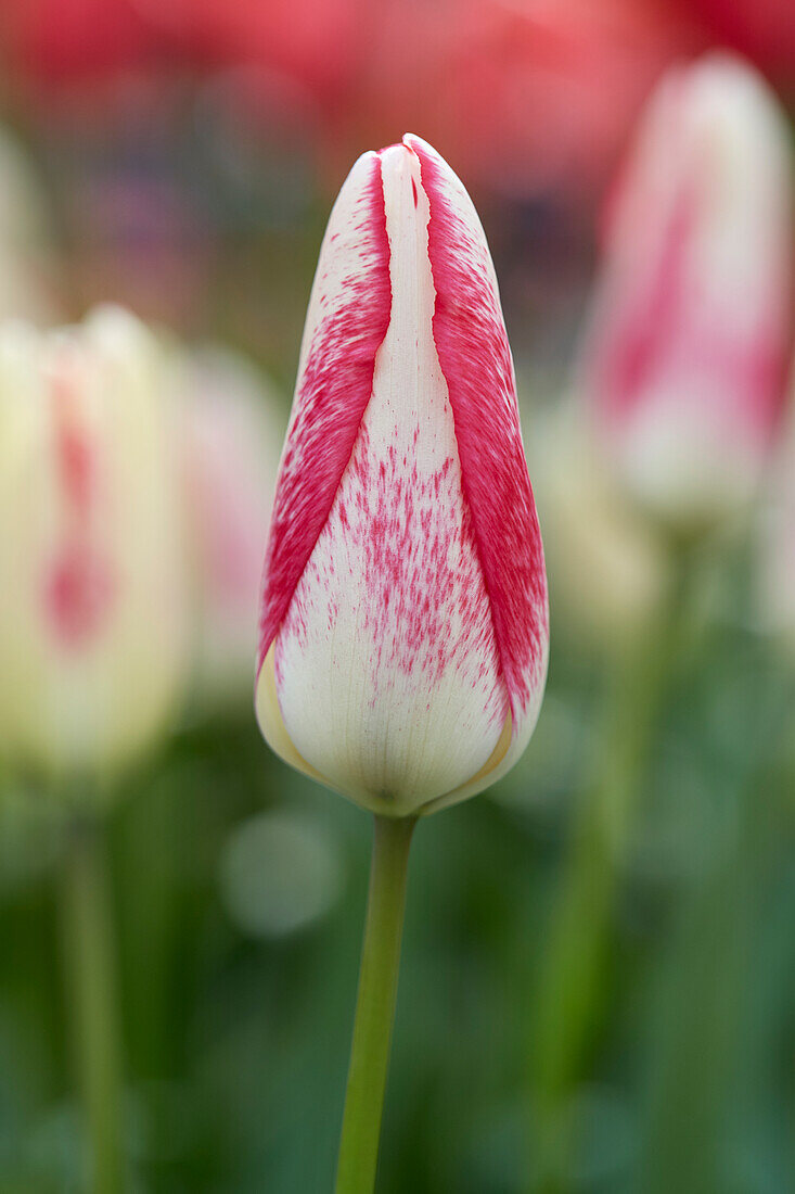Tulpe (Tulipa) 'Moulin Rouch'