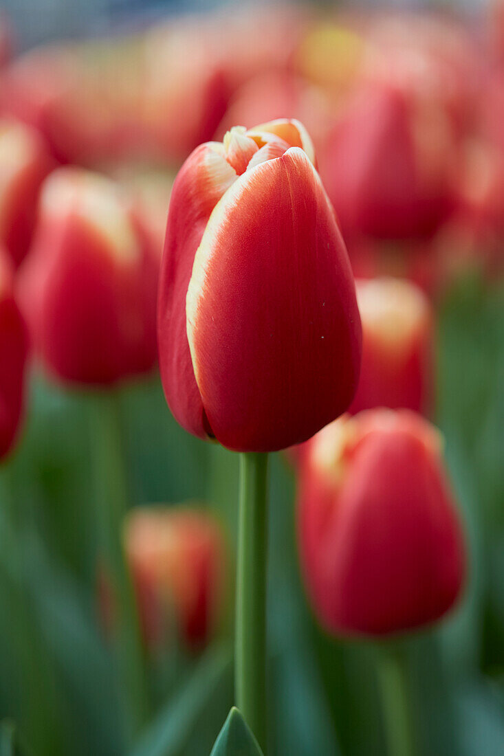 Tulipa Talent