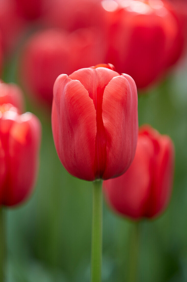 Tulipa Invader