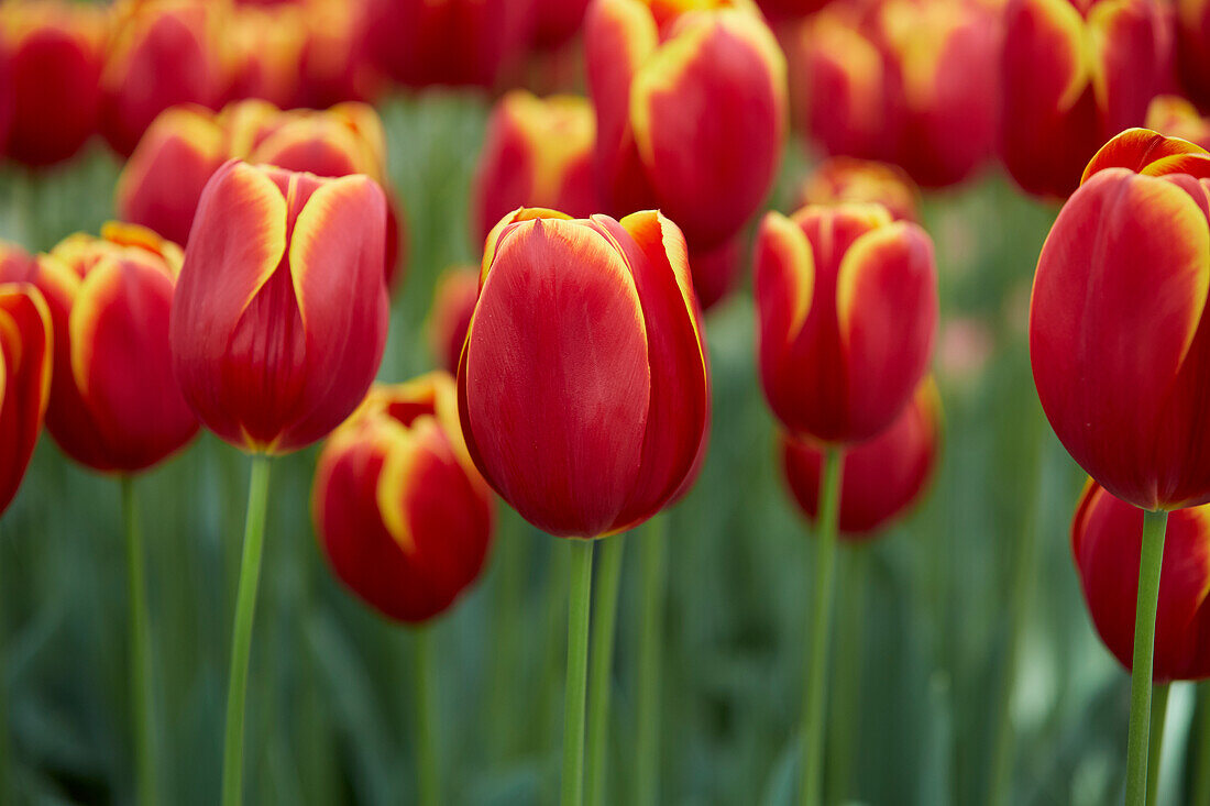 Tulipa Flying Dragon