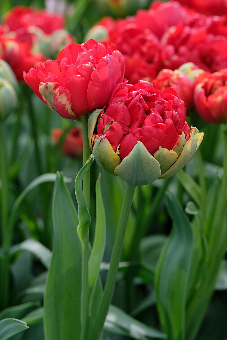 Tulipa Pop Up Red