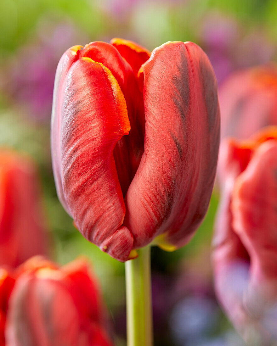 Tulpe (Tulipa) 'Serenade'