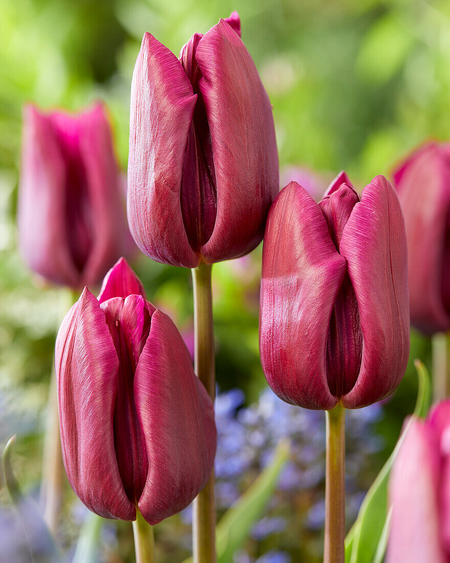 Tulipa Montezuma