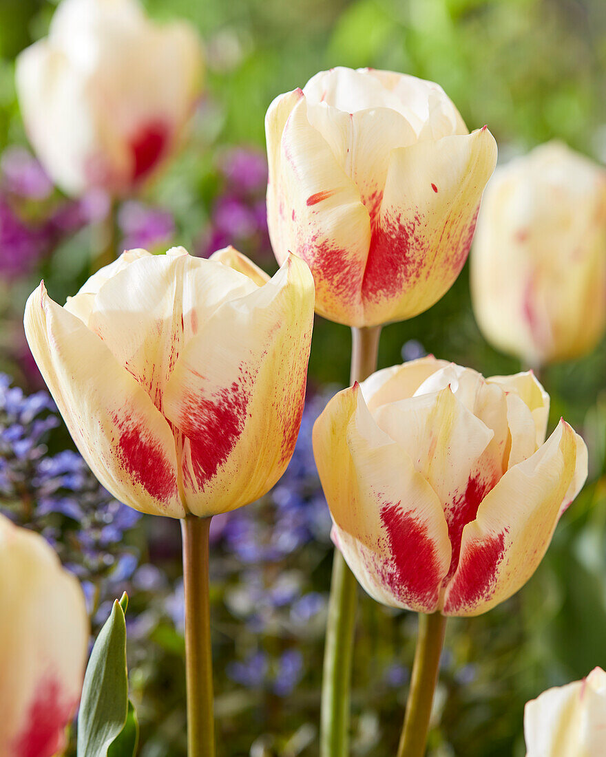 Tulipa Tango