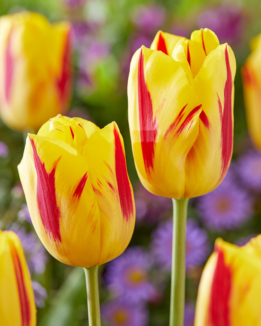 Tulpe (Tulipa) 'Washington'