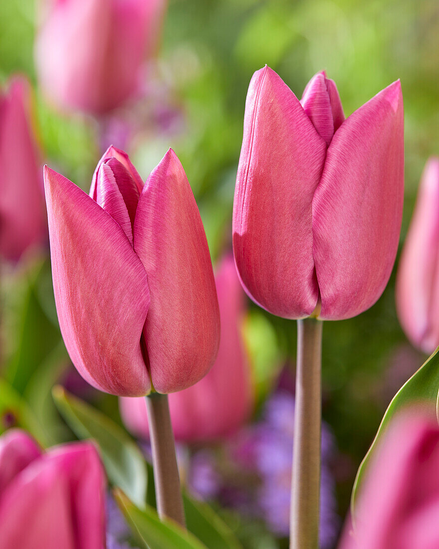 Tulpe (Tulipa) 'Amedea'