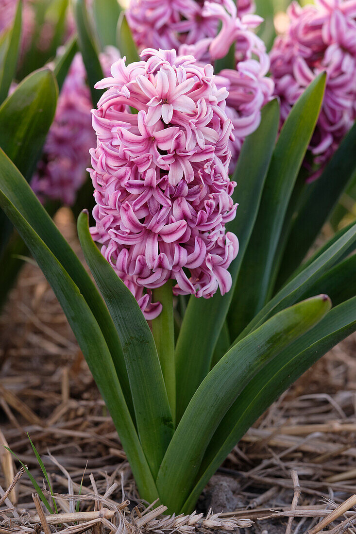 Hyacinthus Anna Liza