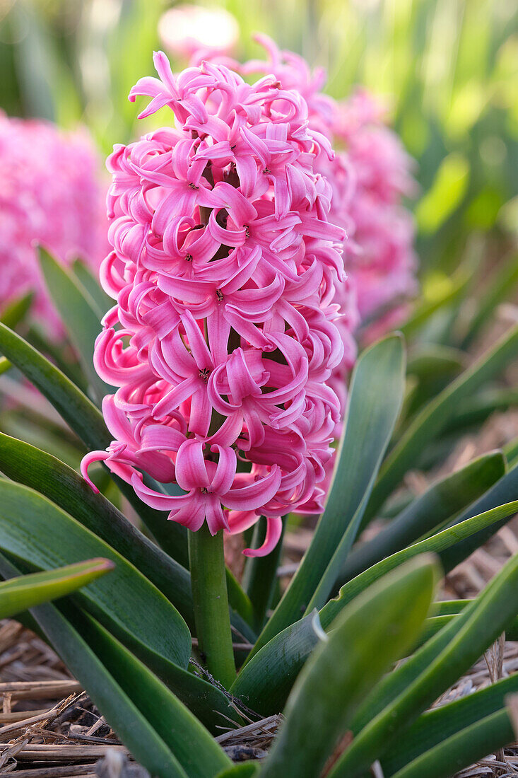 Hyazinthe (Hyacinthus) 'Scarlet Pearl'