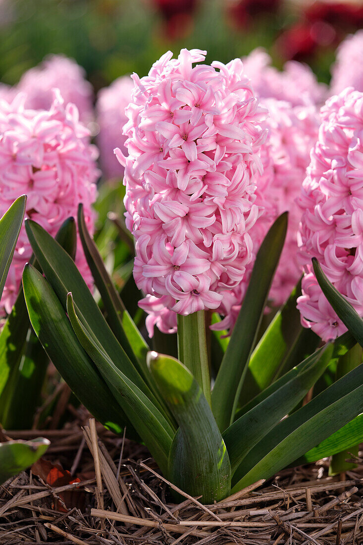 Hyacinthus Pink Surprise