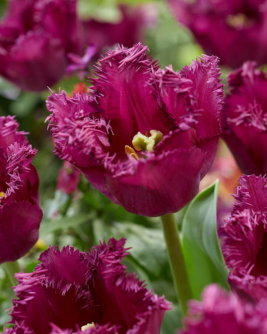 Tulpe (Tulipa) 'San George'