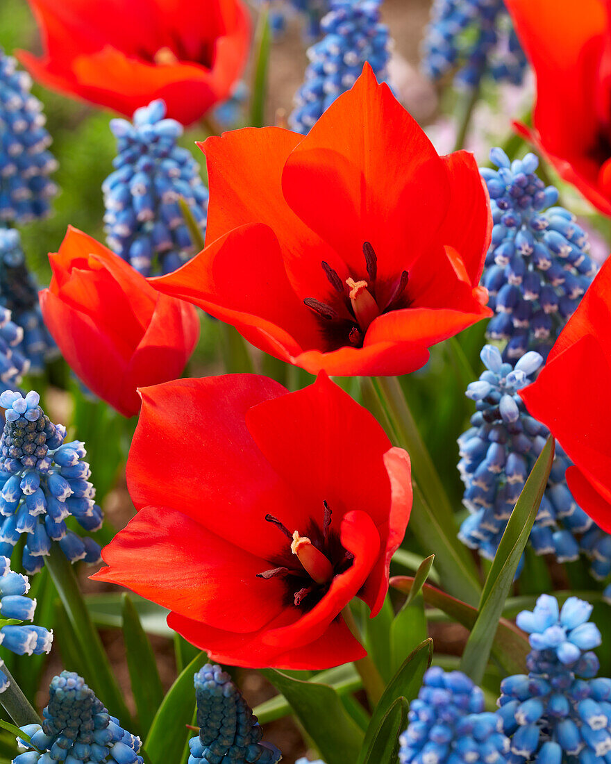 Tulipa Red Hunter