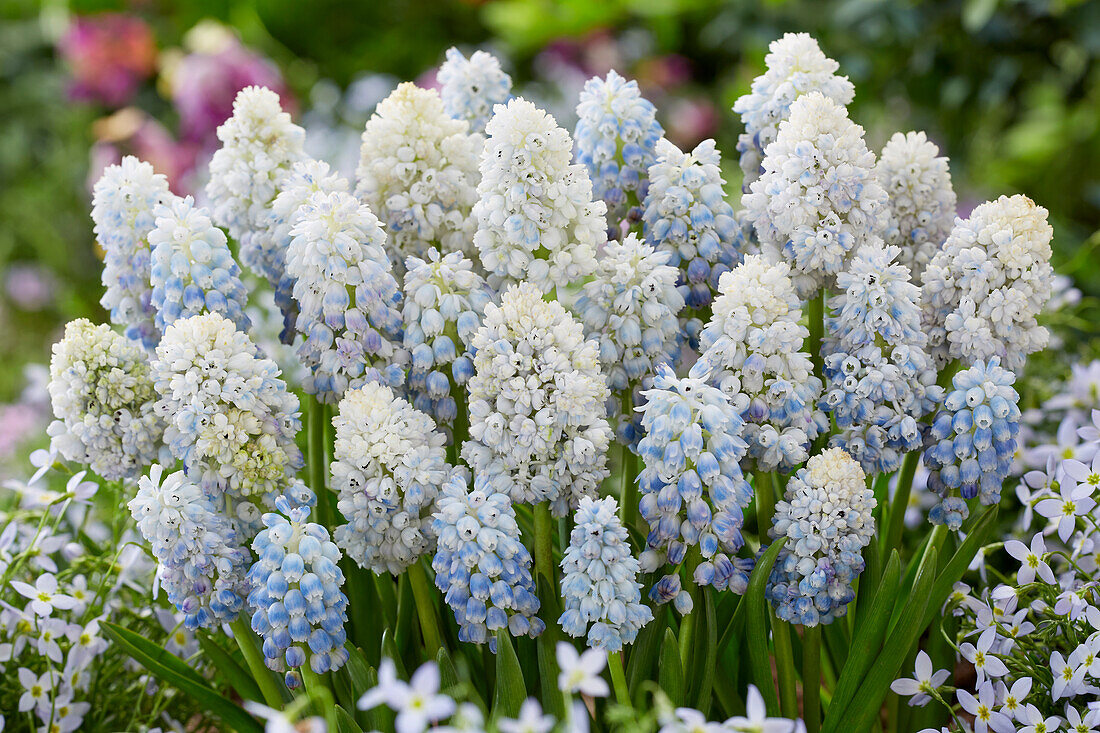 Muscari Double Beauty