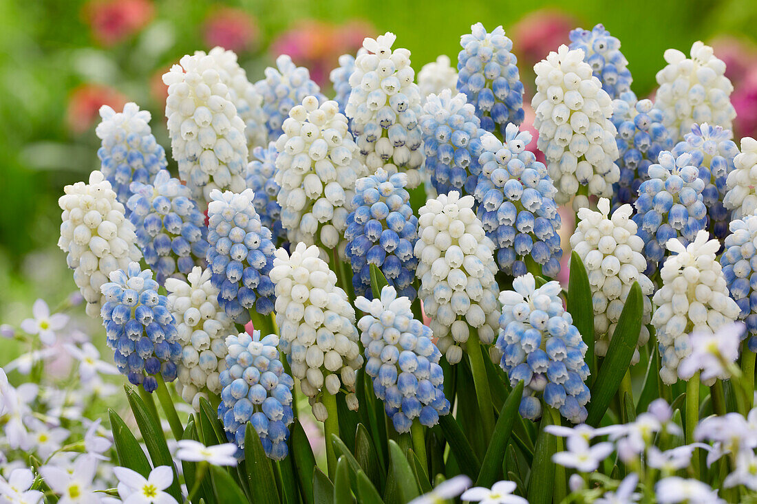 Muscari White Pearl, Peppermint