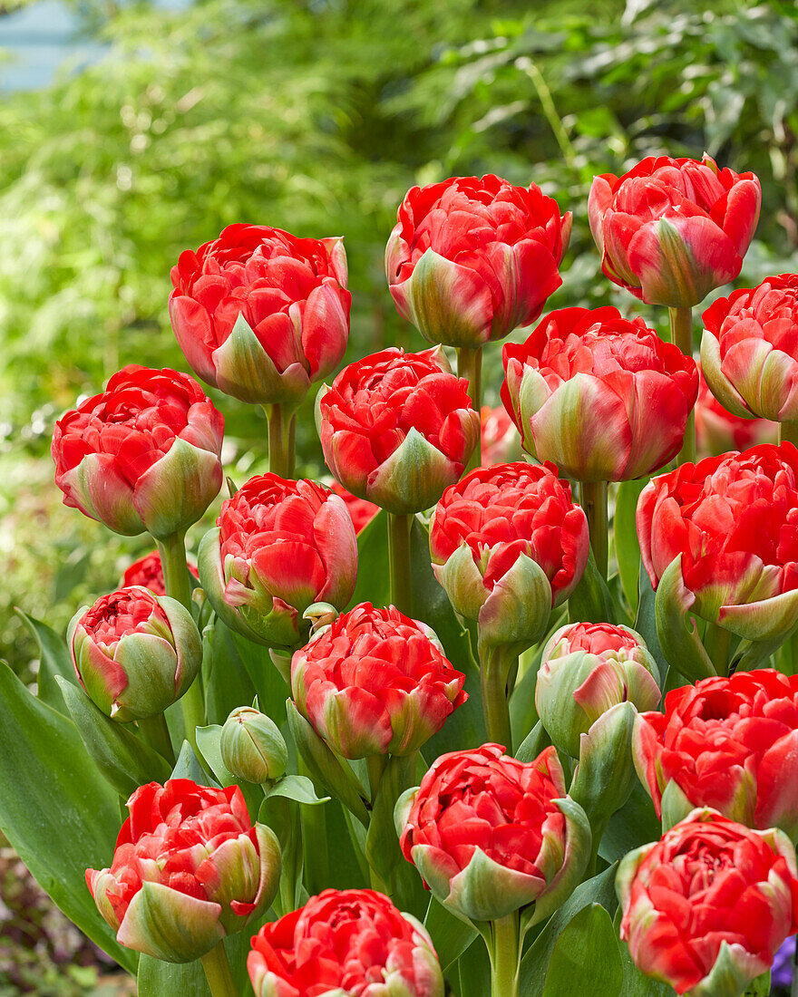 Tulpe (Tulipa) 'Bombastic Red'