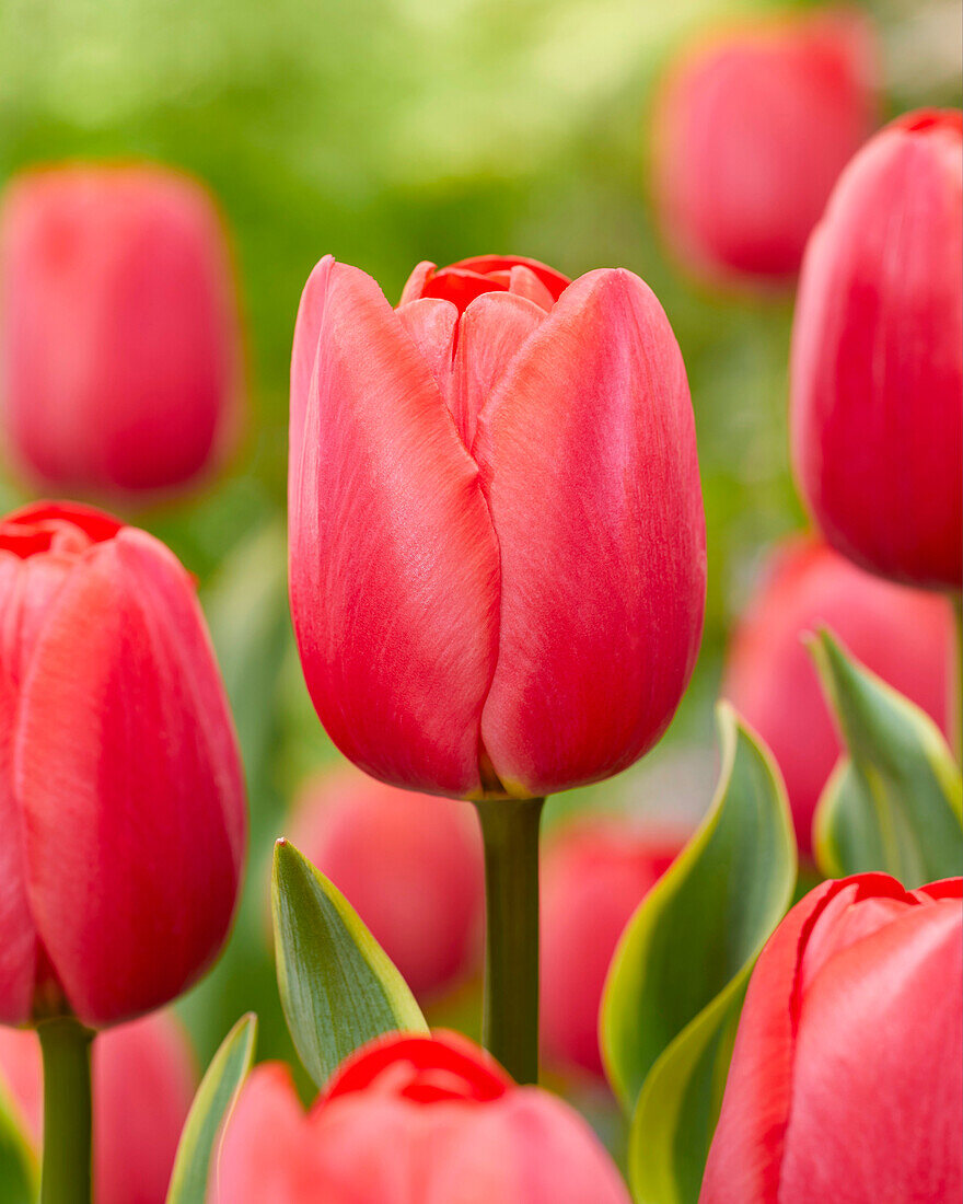 Tulpe (Tulipa) 'Paradise Mountain'