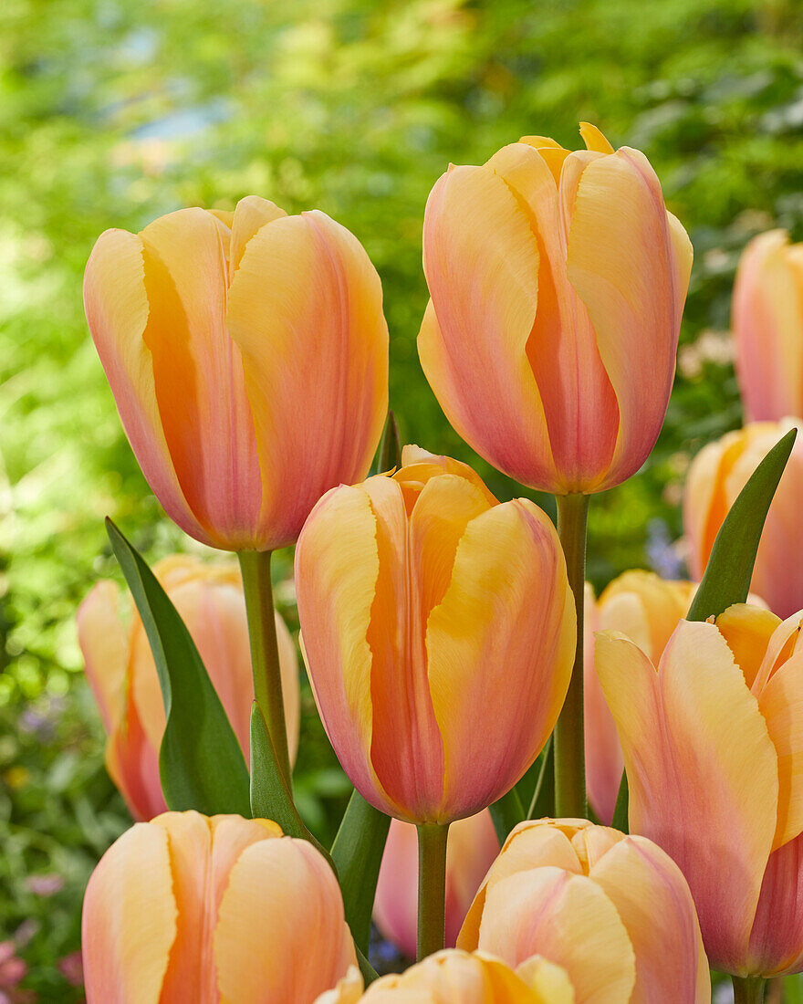 Tulpe (Tulipa) 'Blushing Impression'