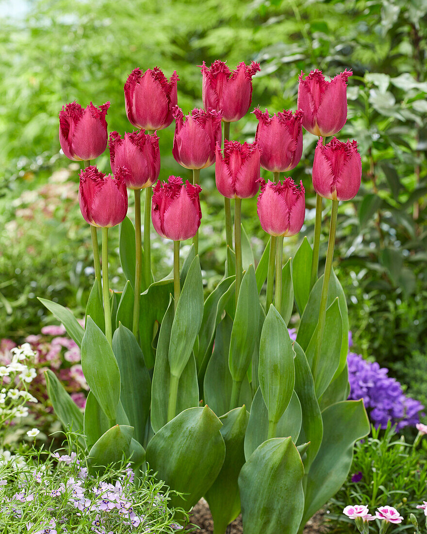 Tulipa San Christina