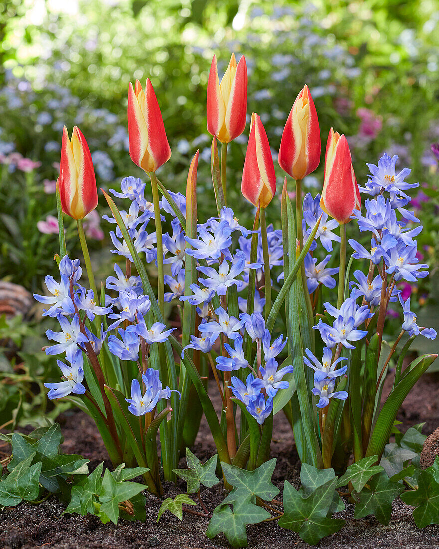 Tulpe (Tulipa) 'Tinka' und Sternhyazinthe (Chionodoxa) im Gartenbeet