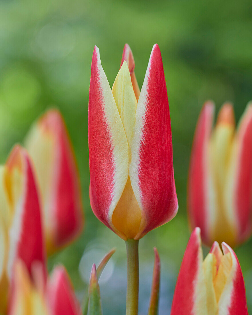 Tulipa Tinka