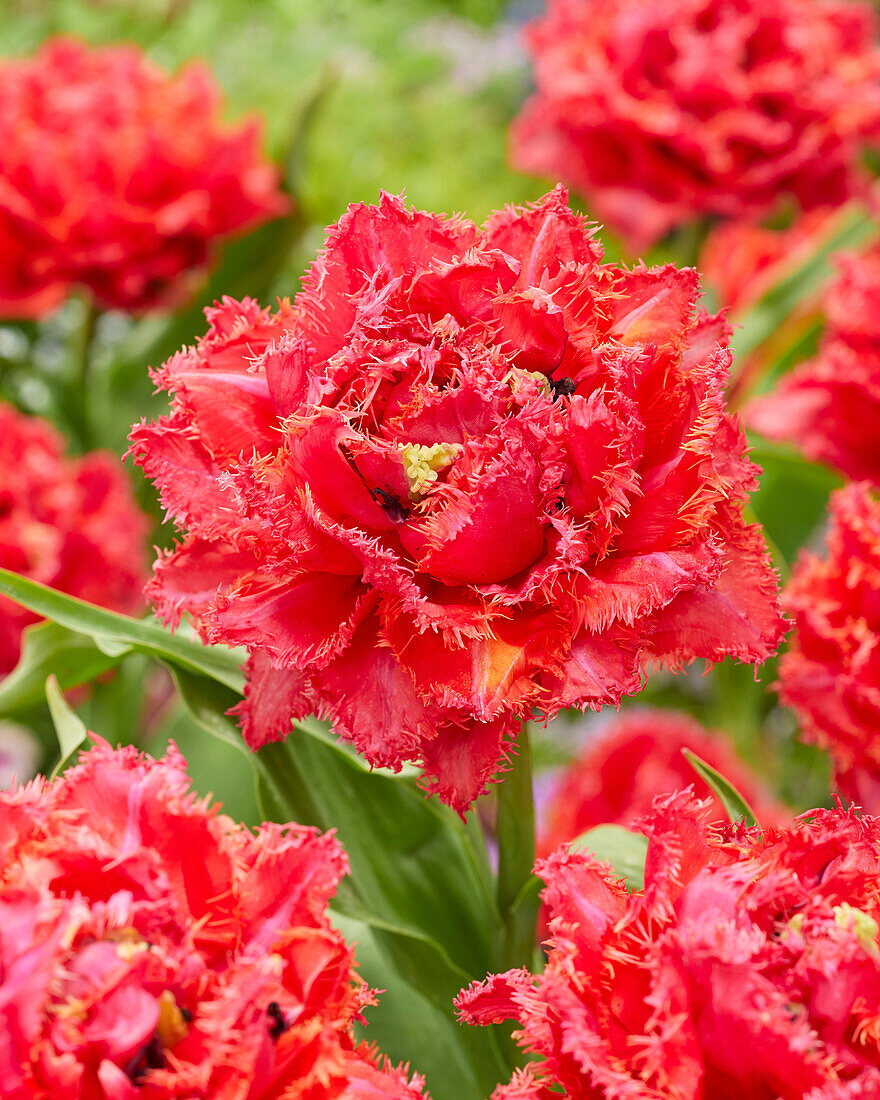 Tulpe (Tulipa) 'DCP 55'