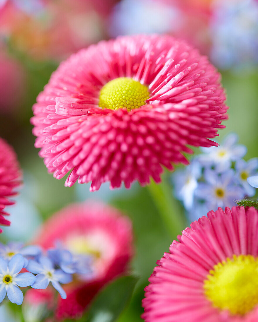 Bellis perennis