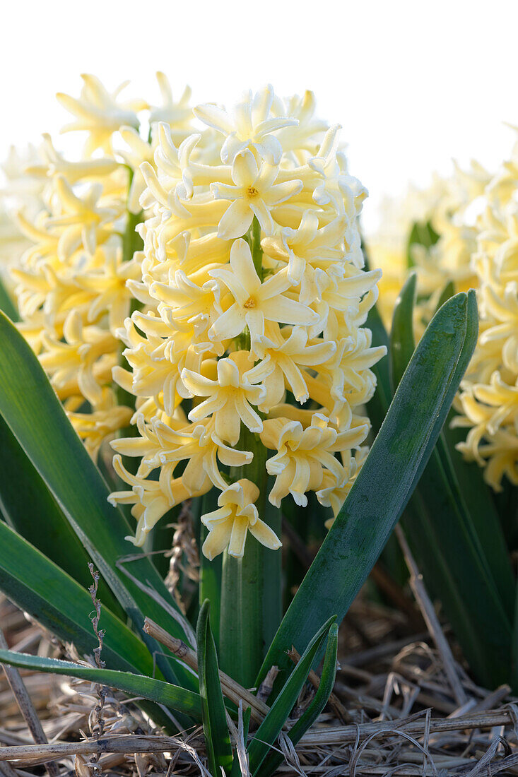 Hyacinthus Yellowstone