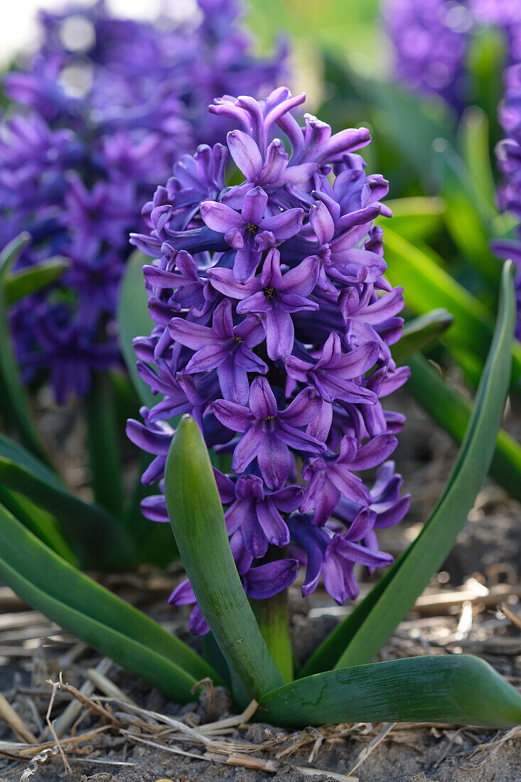 Hyazinthe (Hyacinthus) 'Peter Stuyvesant'