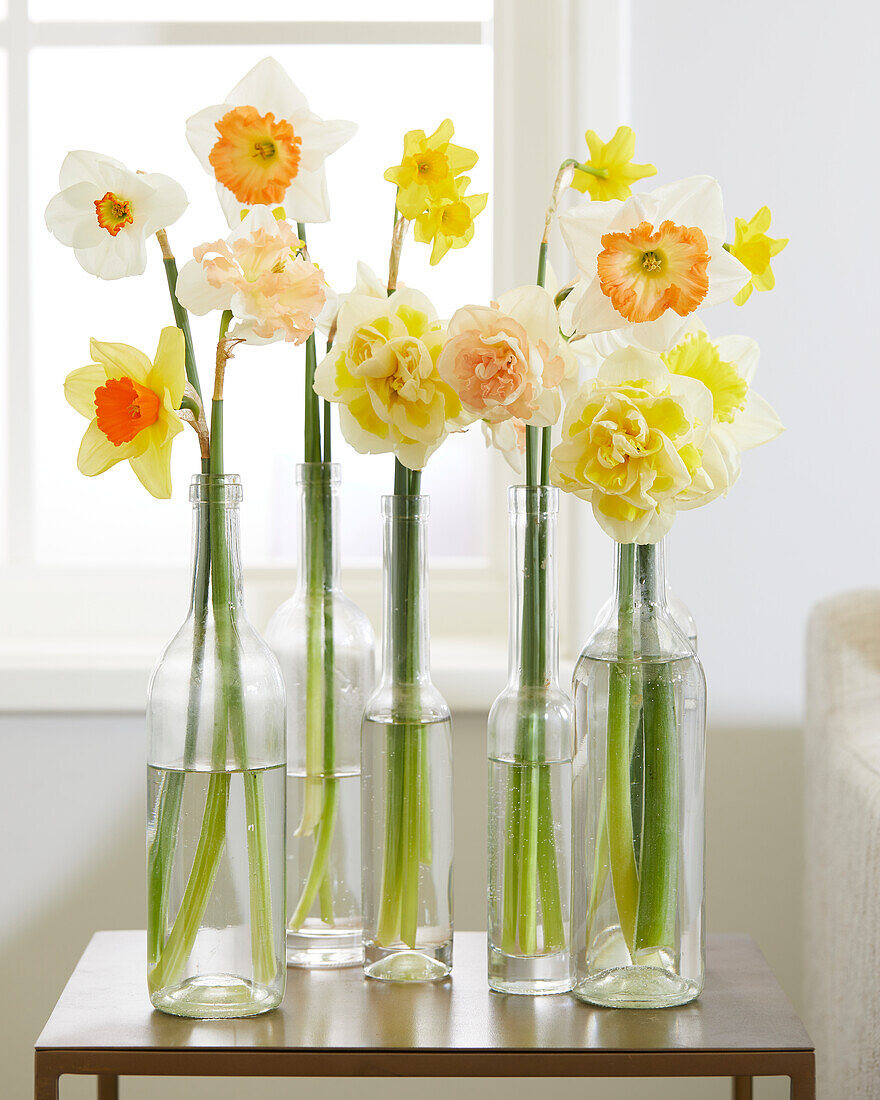 Daffodil collection