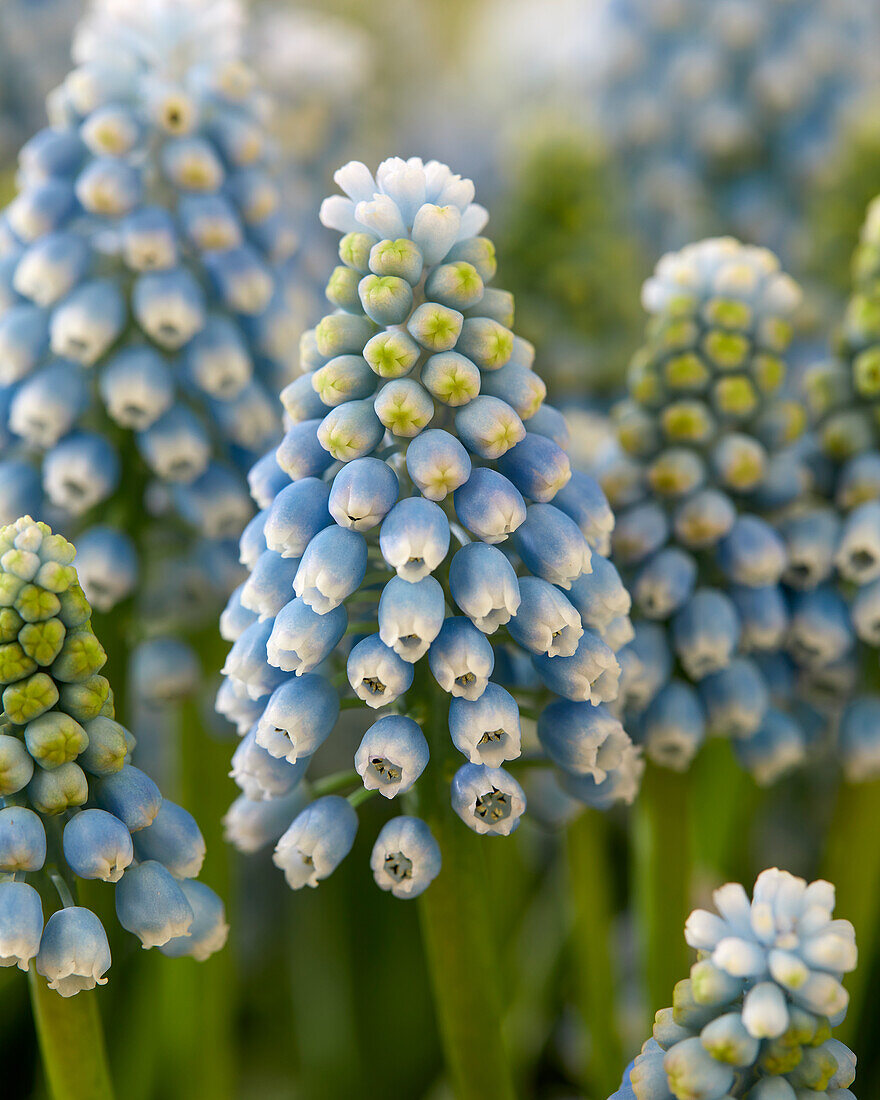 Muscari Cool Blues