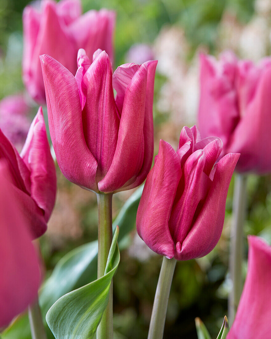 Tulpe (Tulipa) 'President Mary McAleese'