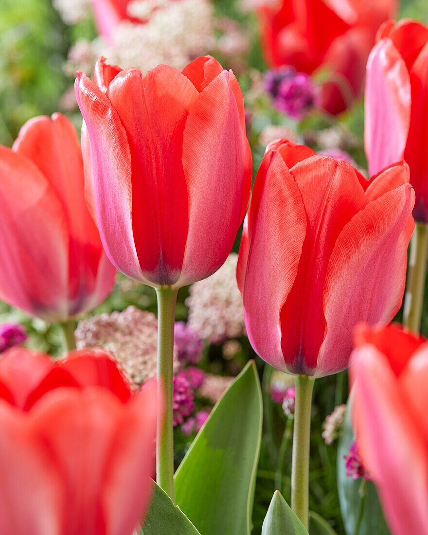 Tulipa Tricu