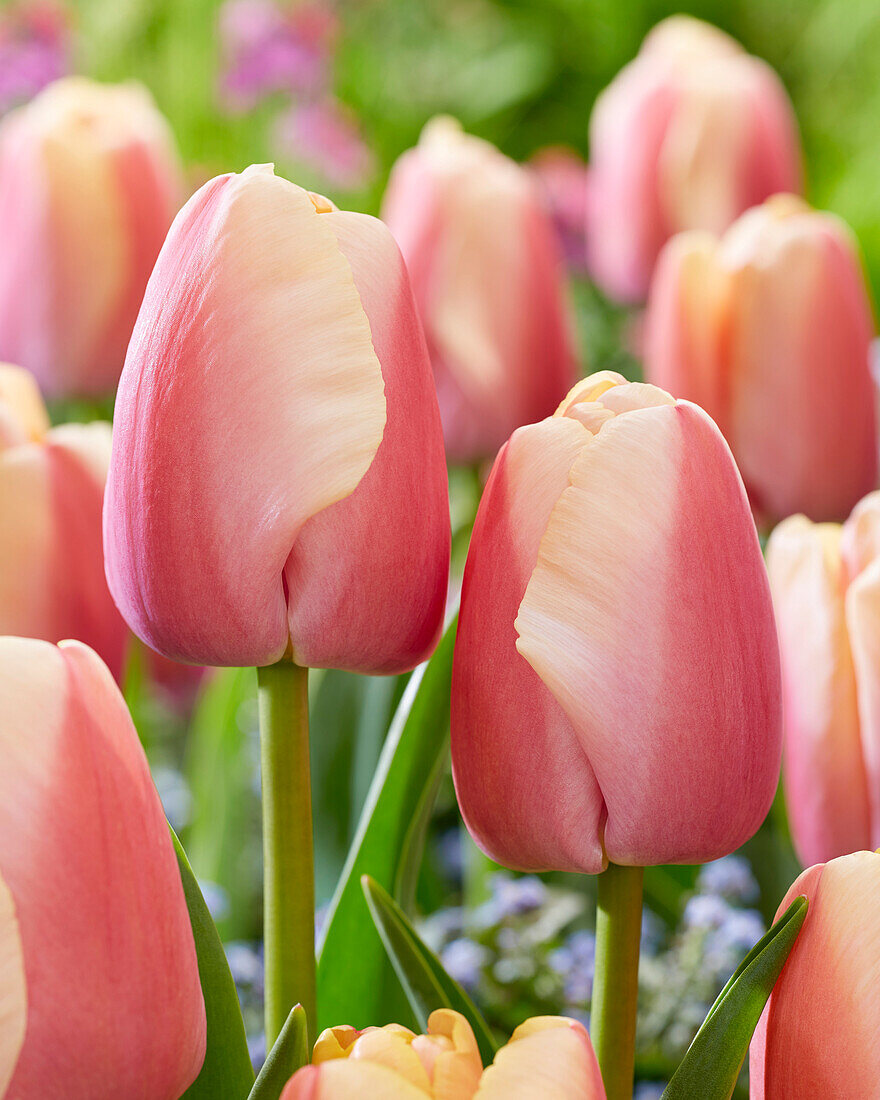 Tulpe (Tulipa) 'Carrot Pride'