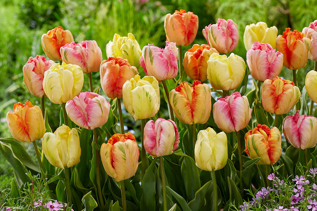 Tulpe (Tulipa) 'Parrot', Mischung