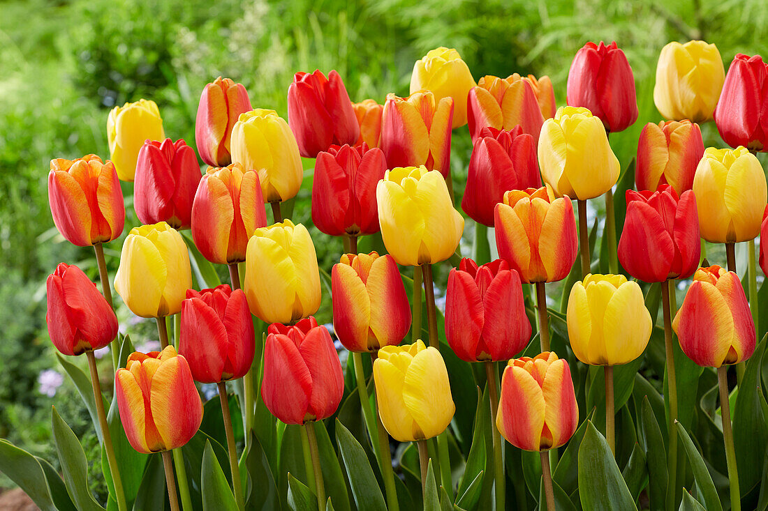 Tulpe (Tulipa) 'Apeldoorn', Mischung