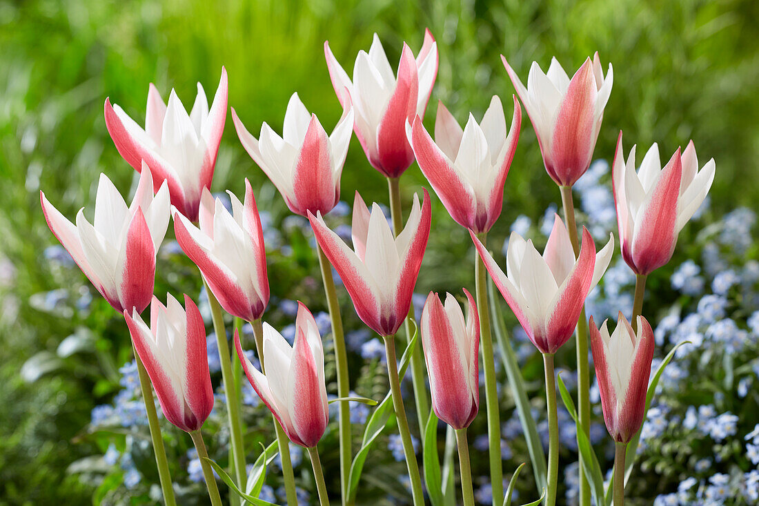 Tulpe (Tulipa) 'Peppermintstick'