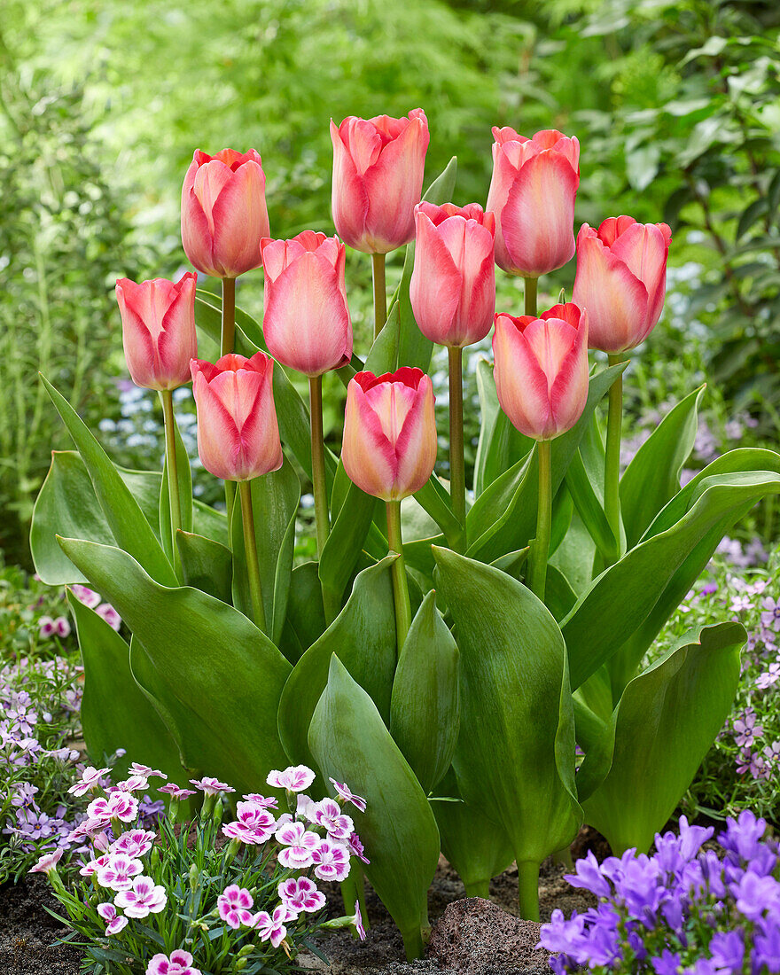 Tulpe (Tulipa) 'Pink Sound'