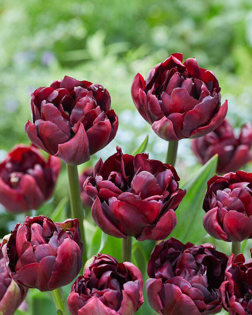 Tulipa Palmyra