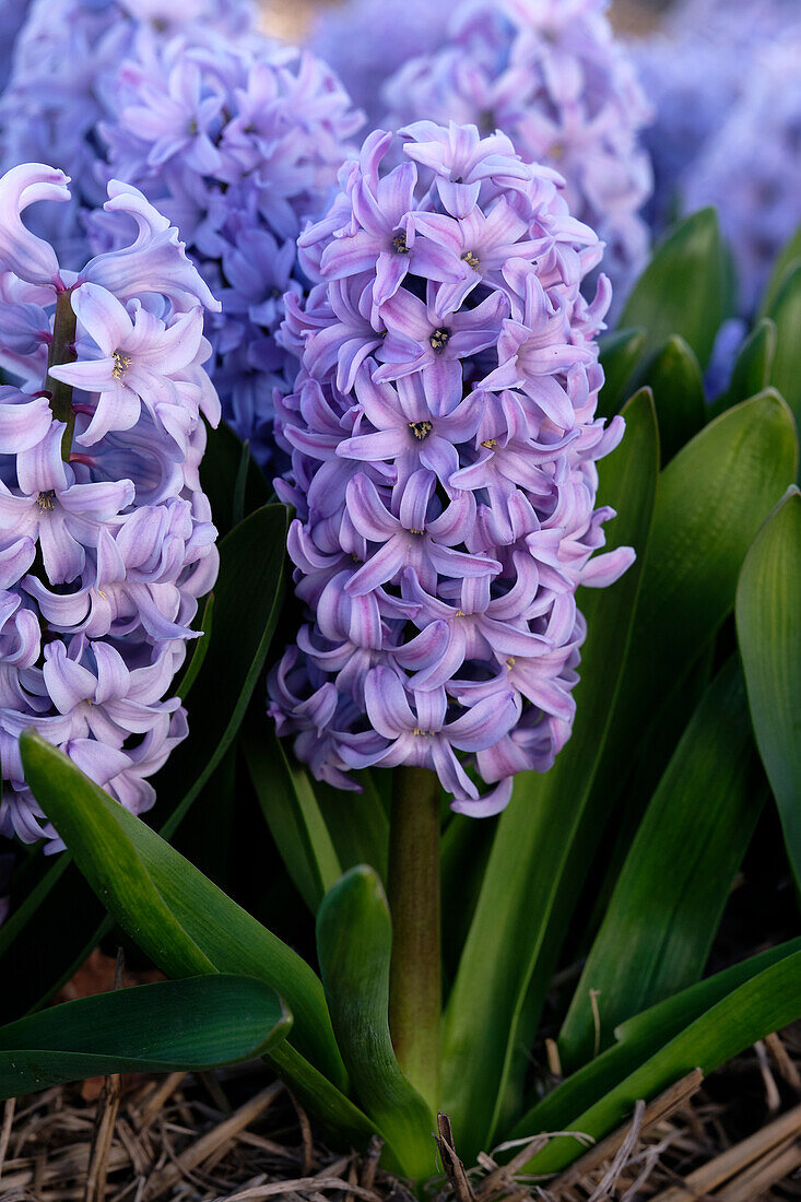 Hyacinthus Caribbean Dream