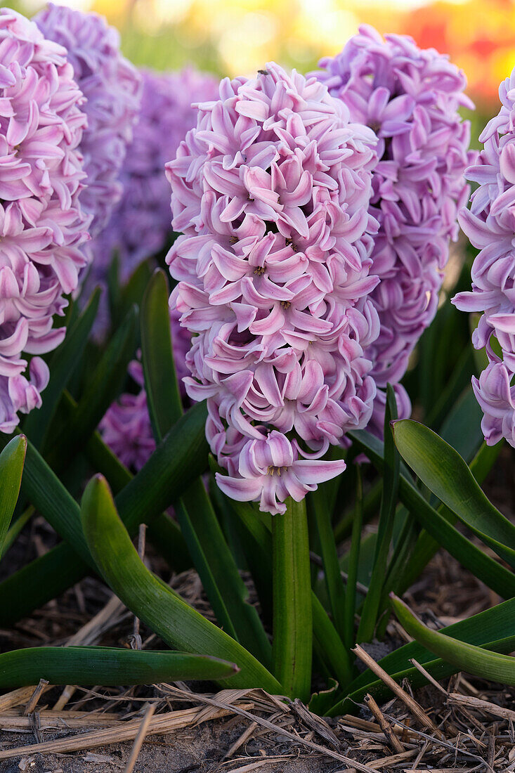 Hyazinthe (Hyacinthus) 'Splendid Cornelia'