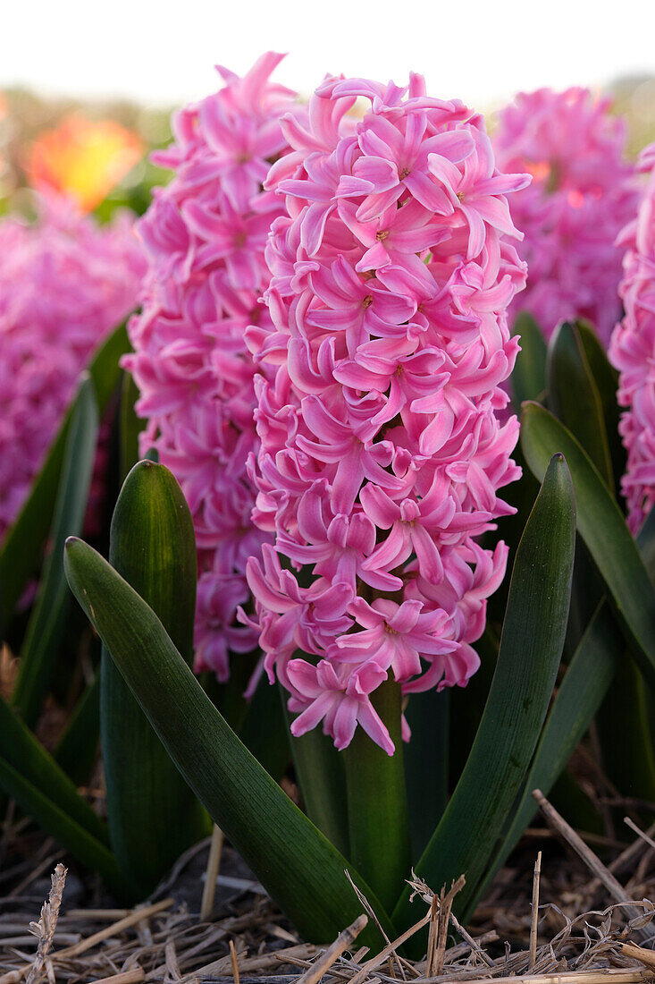 Hyacinthus IbisHyacinthus Ibis