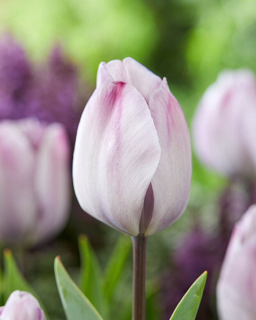 Tulipa Jacuzzi