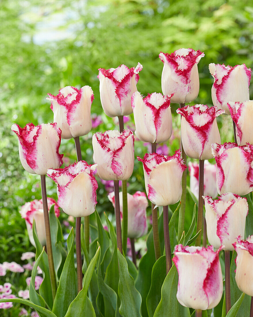 Tulpe (Tulipa) 'Raspberry Ripple'