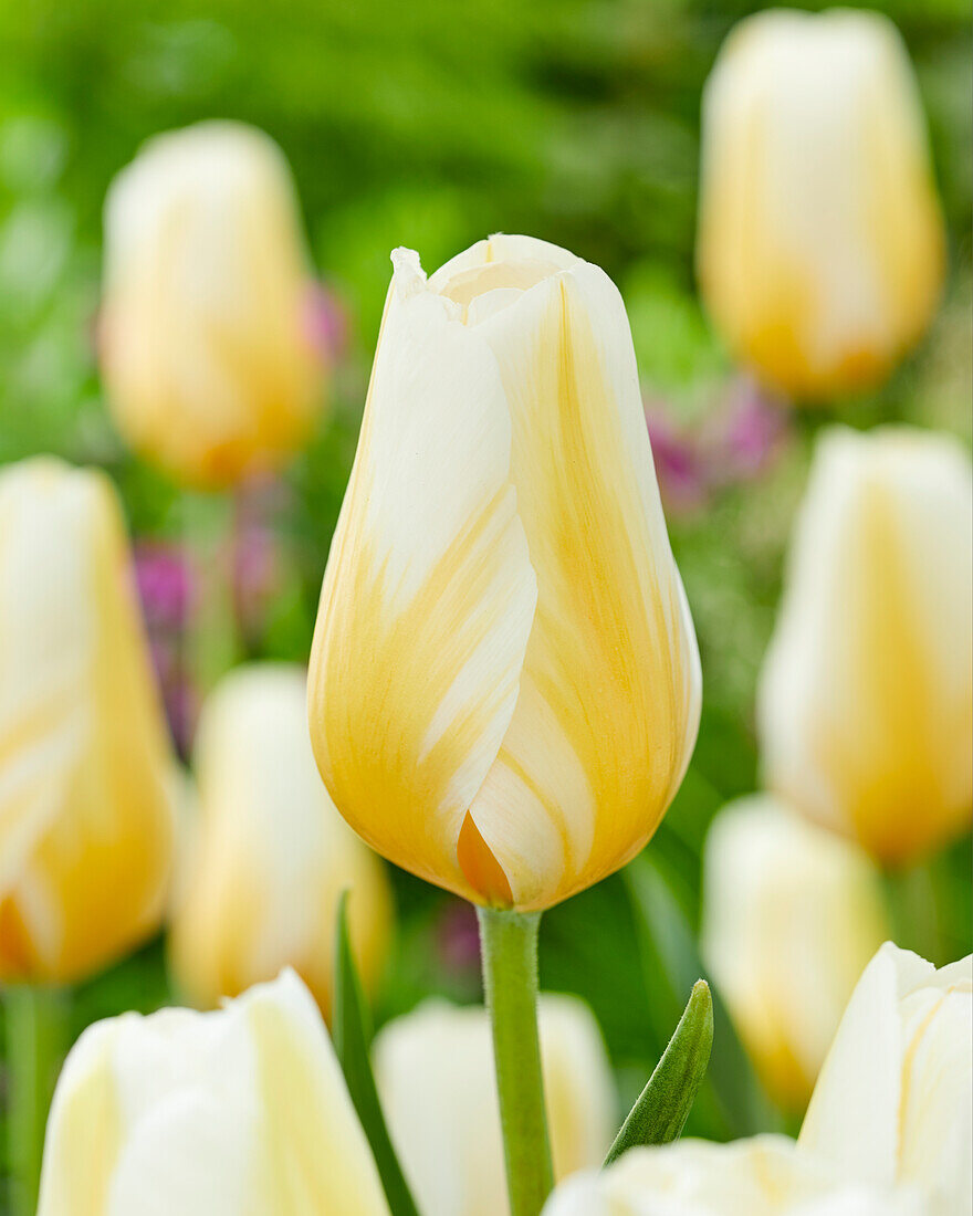 Tulpe (Tulipa) 'Lemon Chiffon'