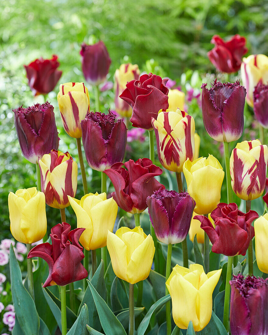 Tulipa mix