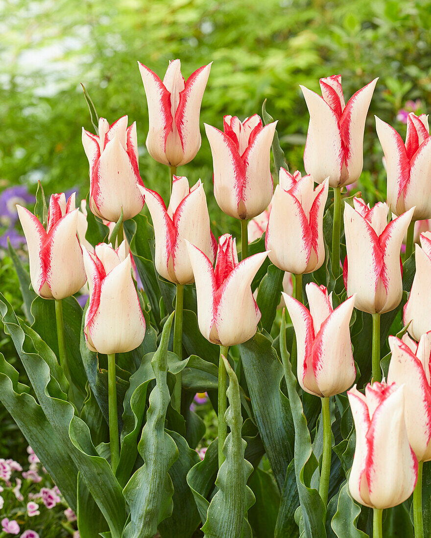 Tulpe (Tulipa) '89-05'