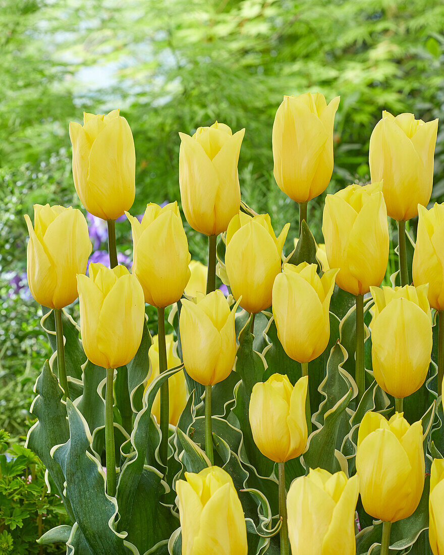 Tulpe (Tulipa) 'Strong Gold Blonde'