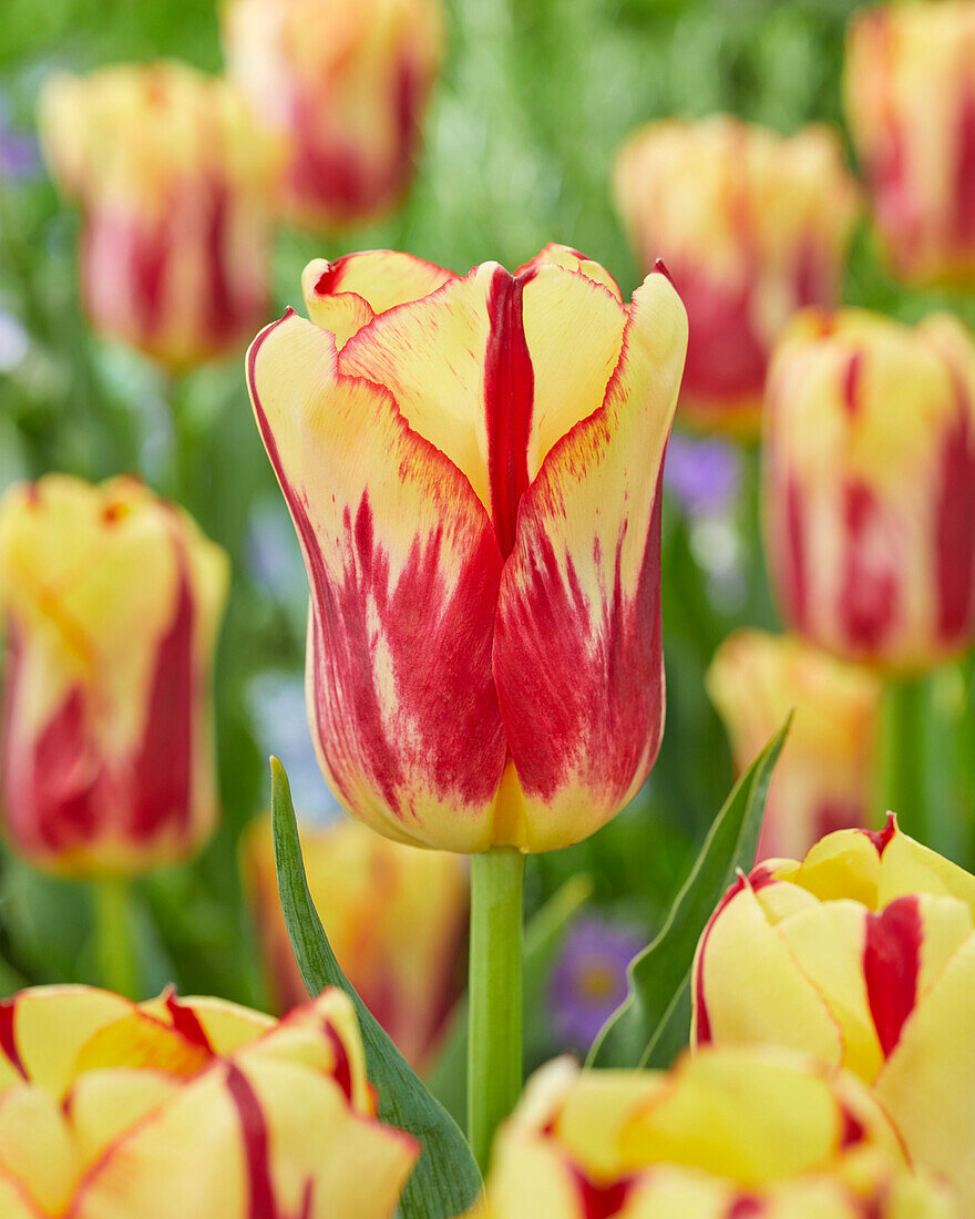 Tulipa 88-94