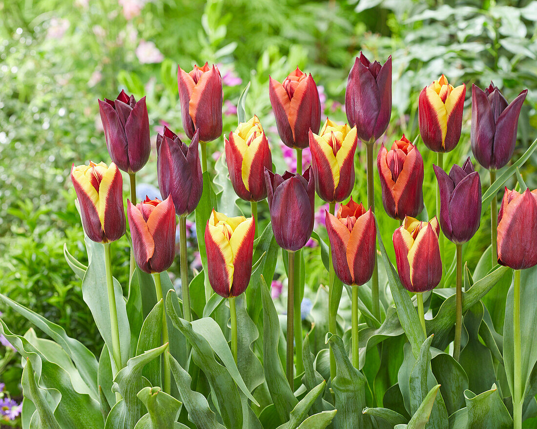 Tulpe (Tulipa) 'Havran', 'Gavota and Slawa'