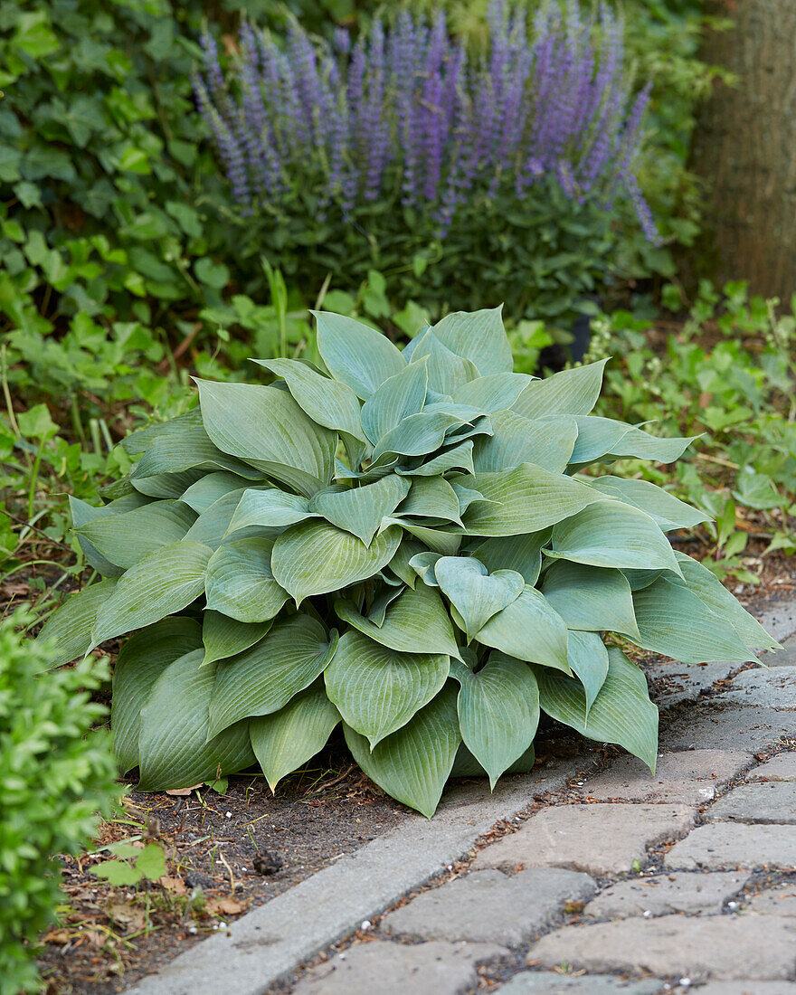 Hosta Halcyon